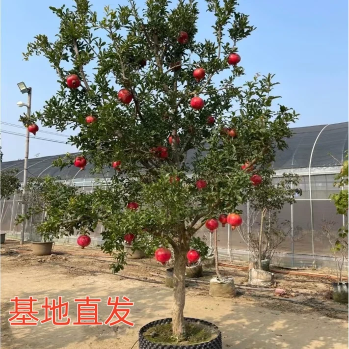 果树 庭院别墅花园阳台种植 一物一拍 四季好养
