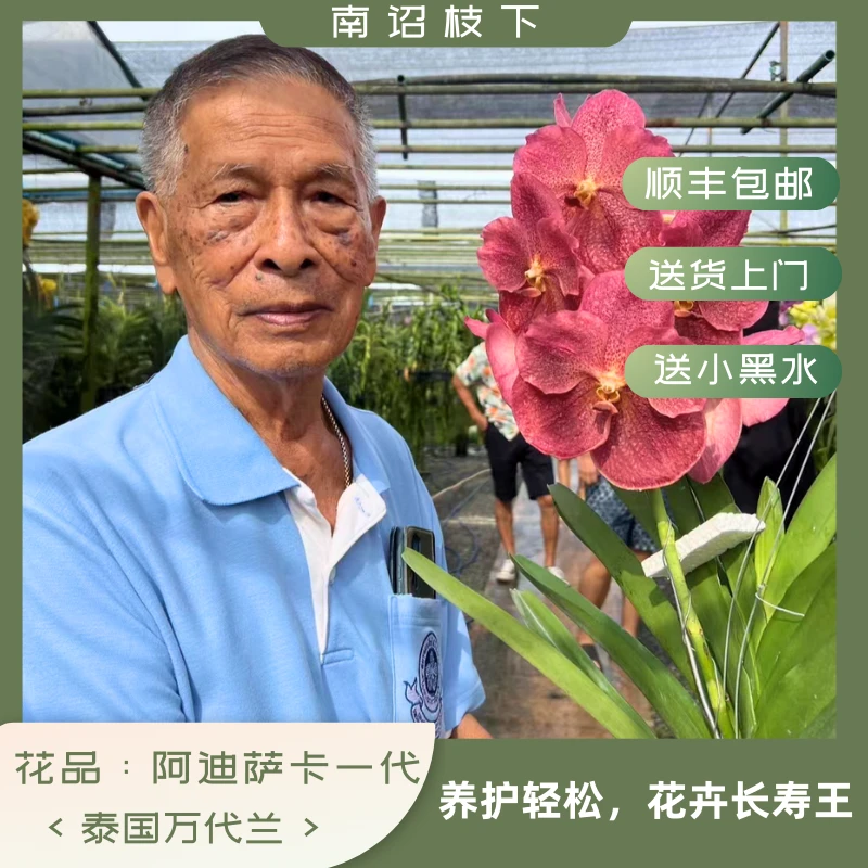 【南诏特级】泰国阿迪萨卡一代万代兰（大），植成活养护难度低，花期长