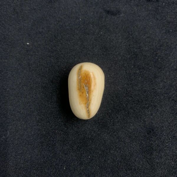 H5163天然猛犸牙一体三通 支持鉴定 假一罚四