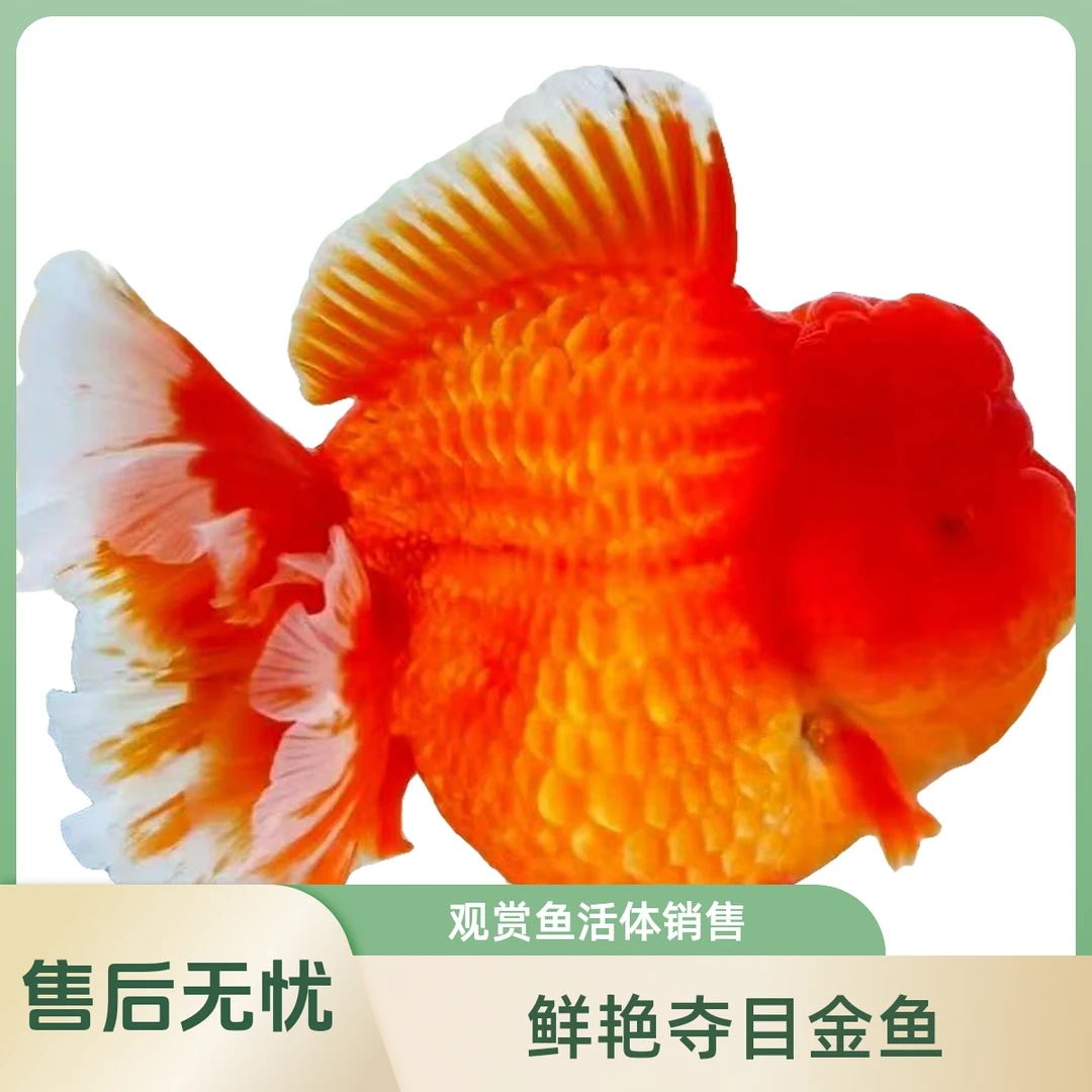 阳光水族玲姐精选泰狮