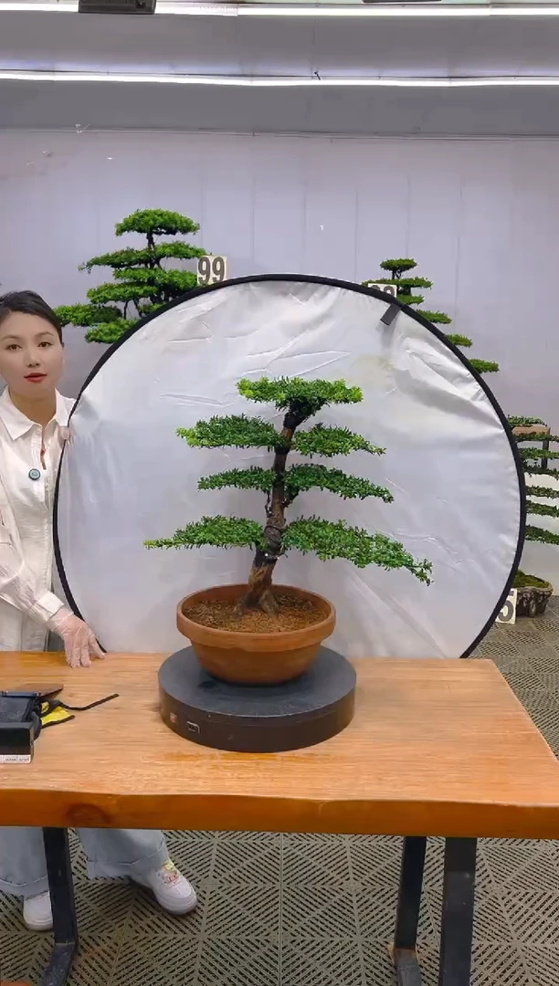 无花朵罗汉松盆景....