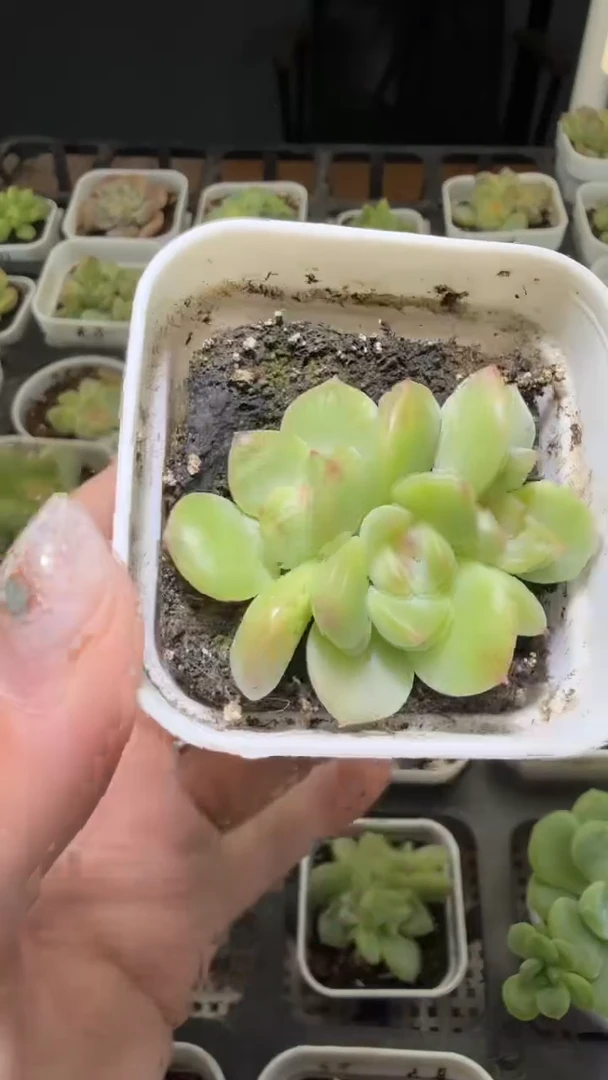 1581  T015多肉植物
