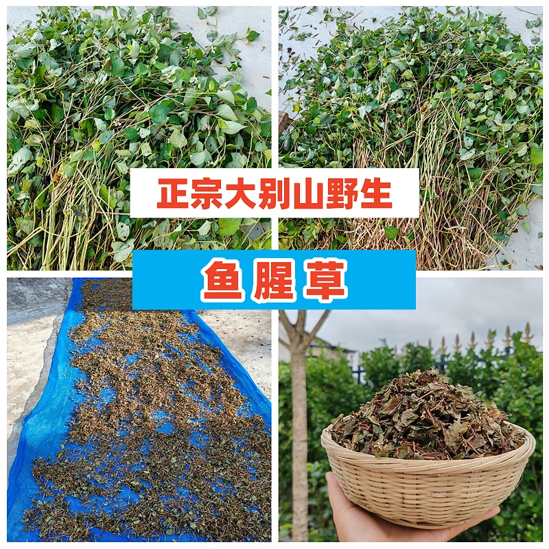 正宗大别山安庆宿松纯野生鱼腥草农家自晒高山鱼腥草干货