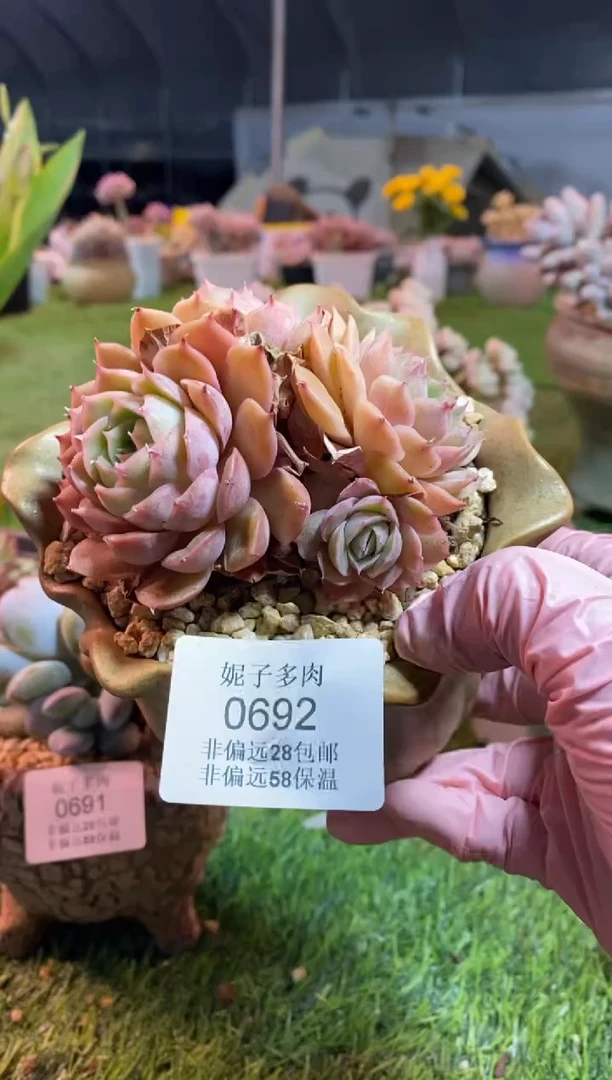 【闪购商品】0692a