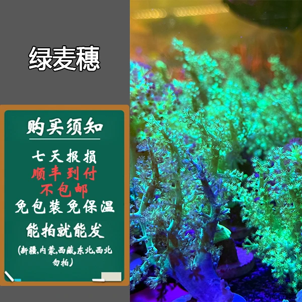 新手推荐 绿麦穗皮革圣诞树 荧光绿麦穗lps 自繁麦穗