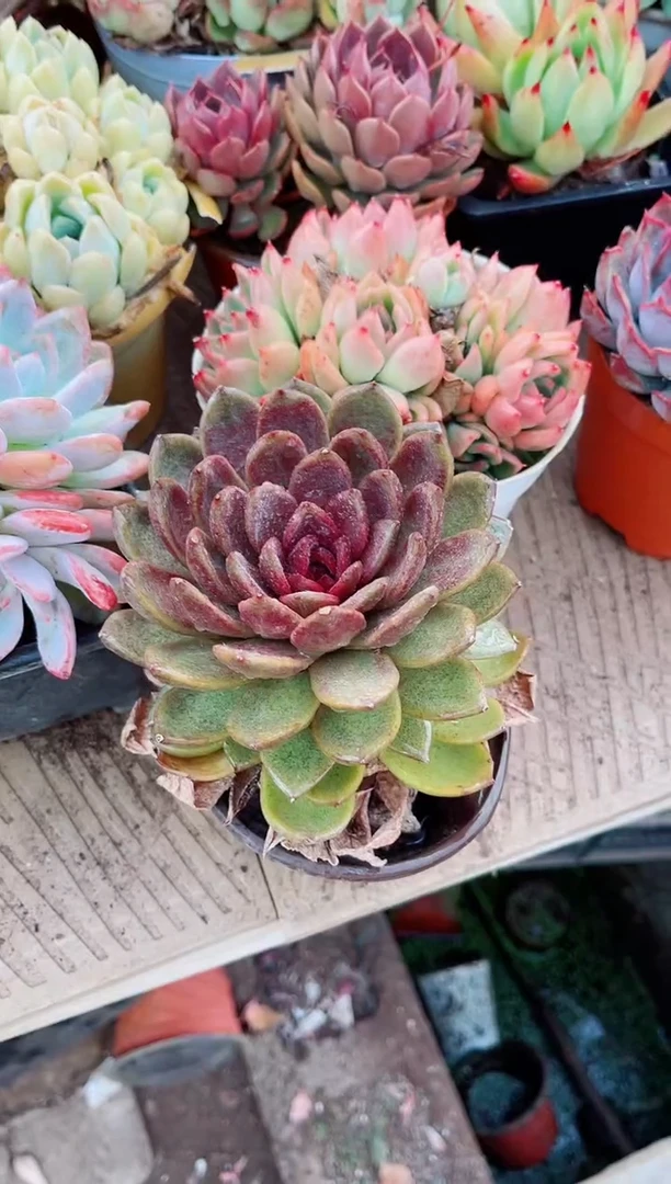 念*14050多肉植物一物一拍