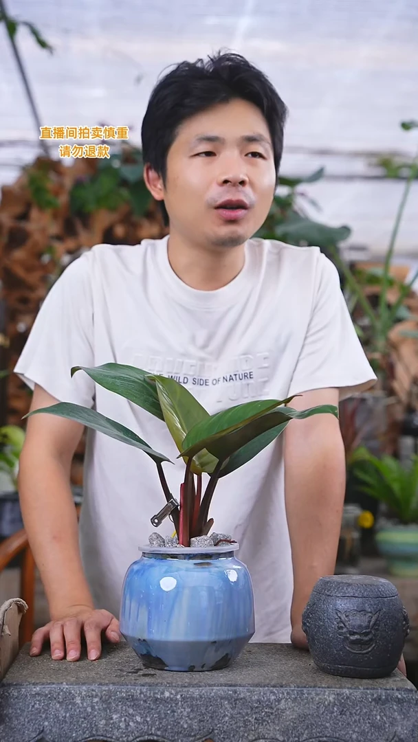 当前无花栽培后可以开花红钻244T