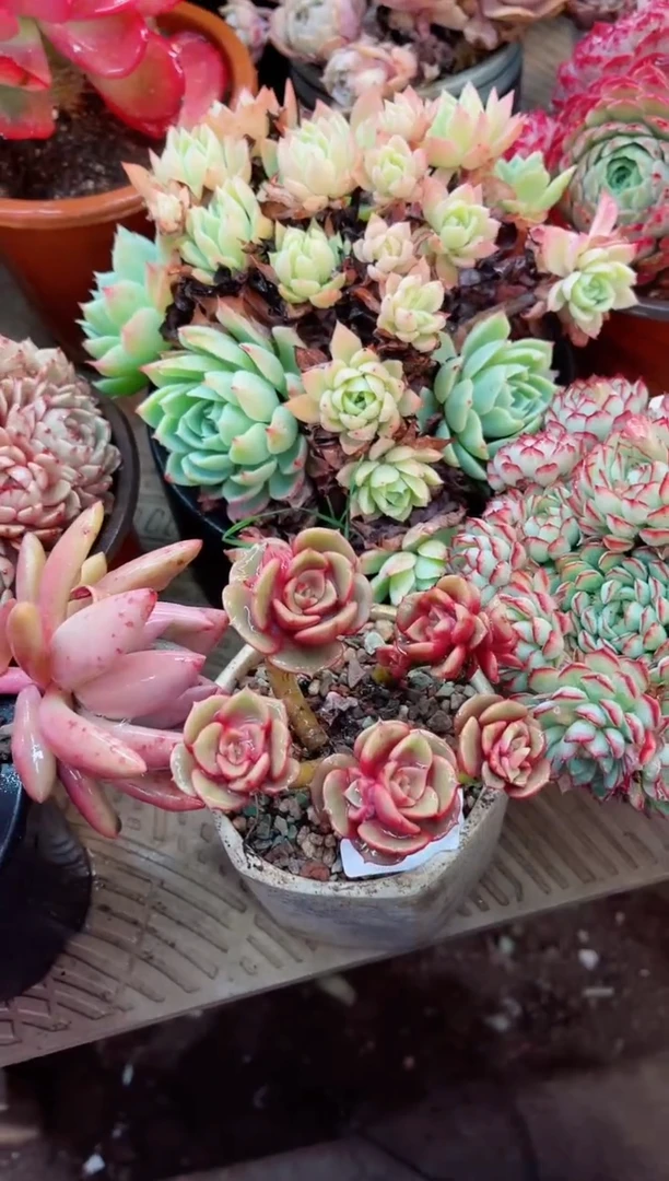 【闪购商品】10074