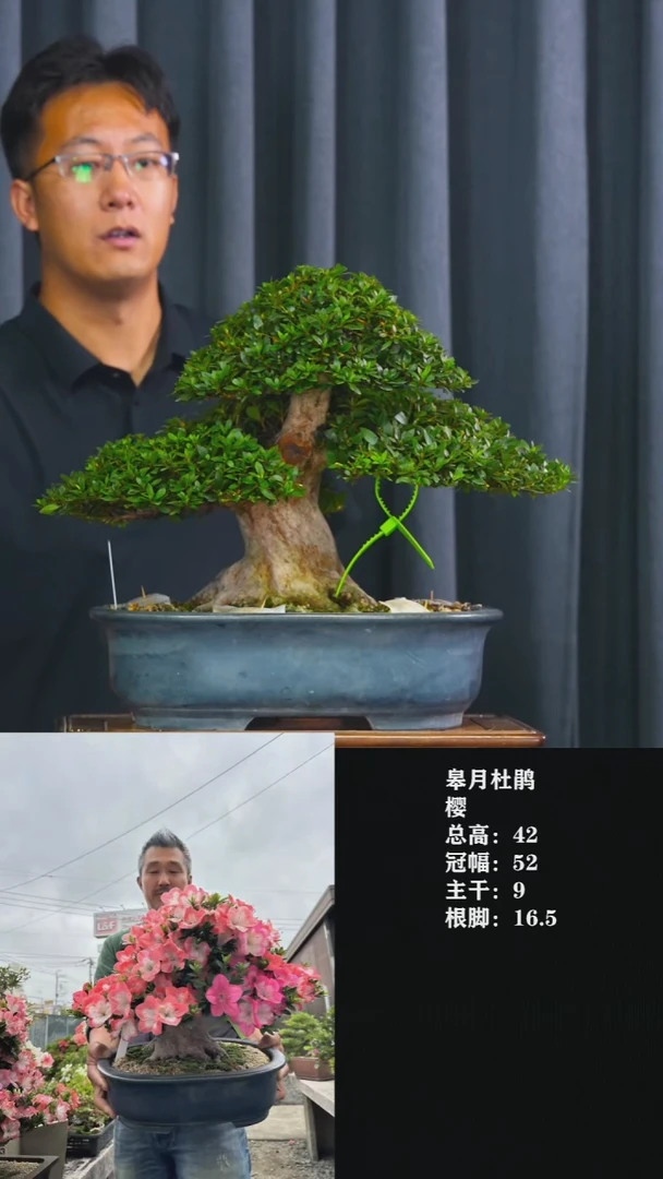 无花朵?****?樱-杜鹃