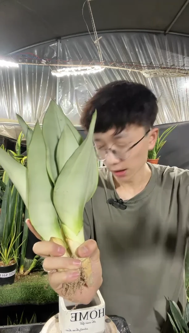 奶油白玉裸根4棵9.9