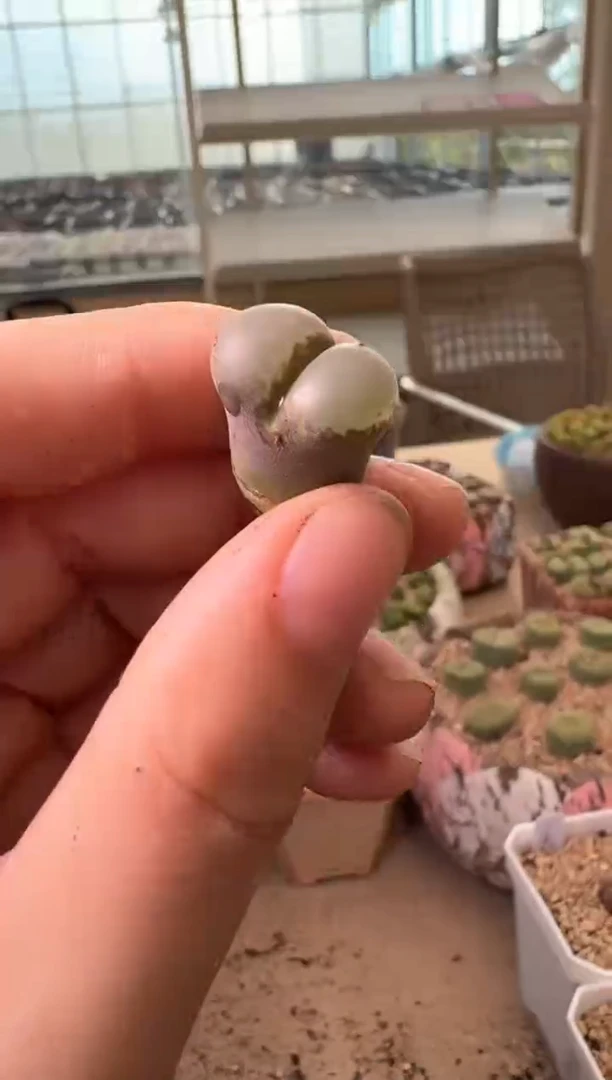10-582多肉植物肉锥