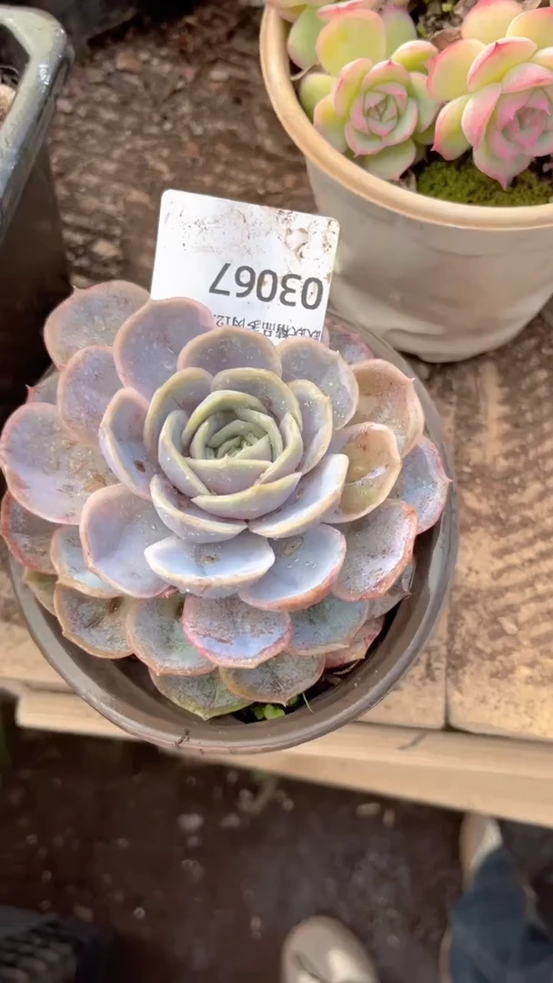 清*跃跃精品多肉03067