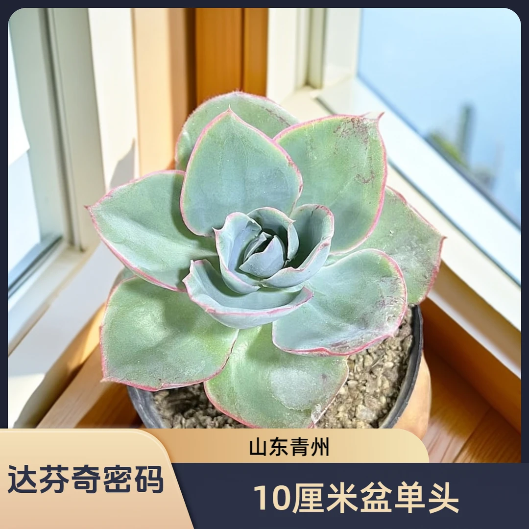 达芬奇密码10厘米盆老桩多肉