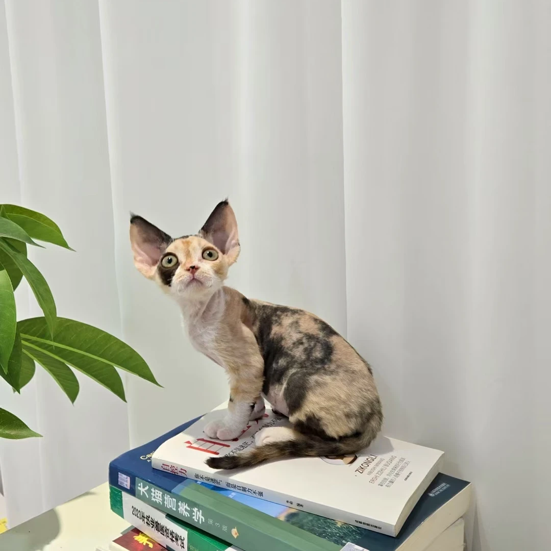 想养猫 德文卷毛猫三花妹妹