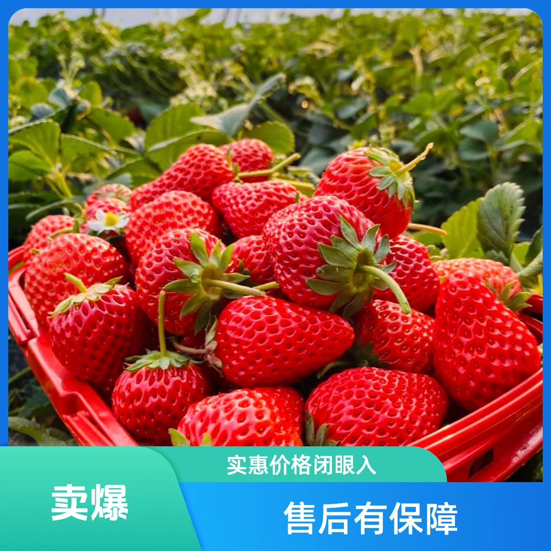 北京本地【红颜草莓】头茬当日现摘现发鲜顺丰包邮