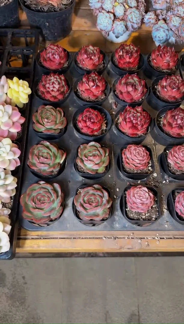 12月4日红色70#单头黄金皇后珍妮（4-7cm）带盆土