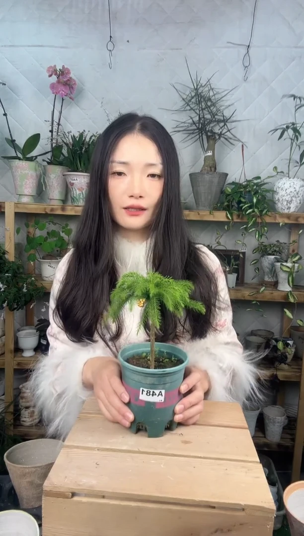 无花朵481南洋杉育苗盆
