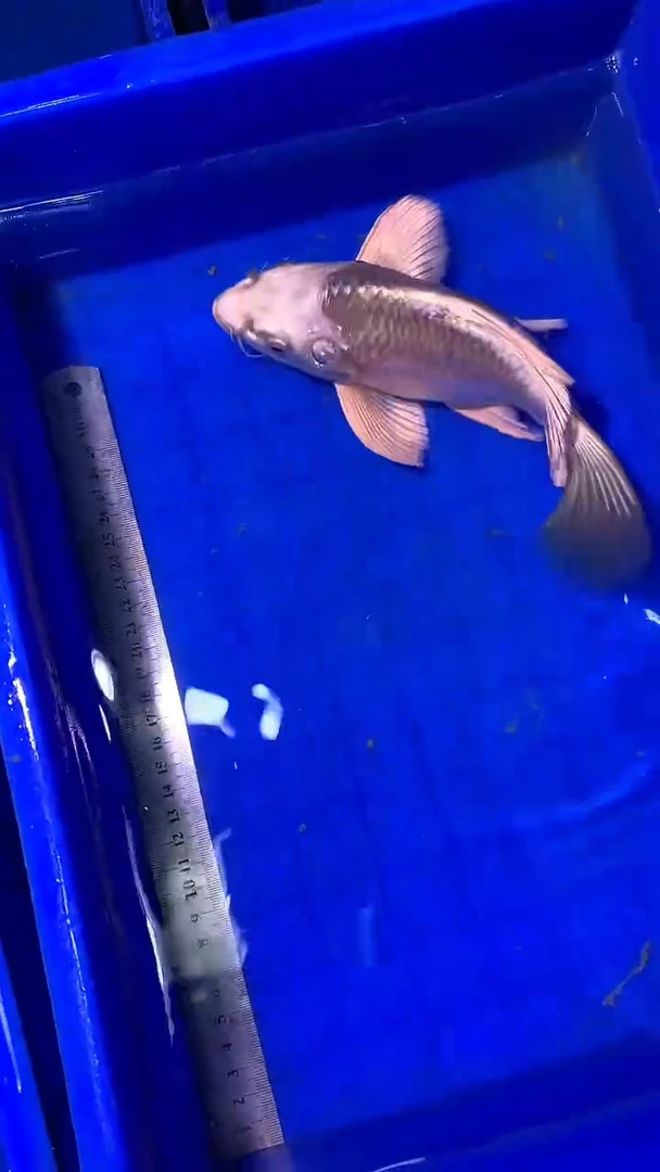 蝴蝶鲤鱼蝴蝶鲤直播选鱼专用链接 凭开箱视频售后