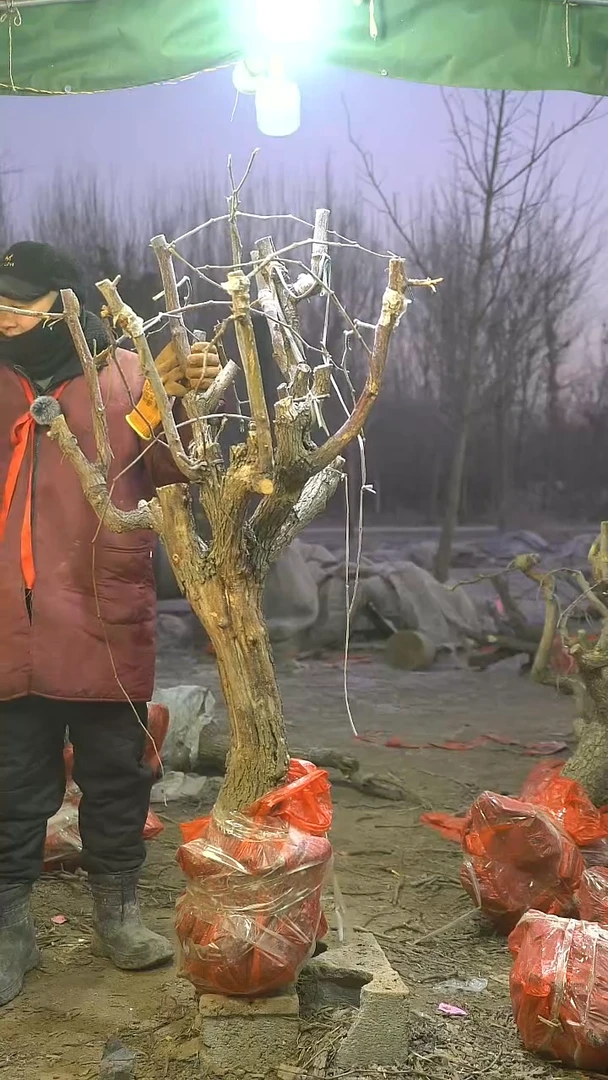 完全开放枣树1016