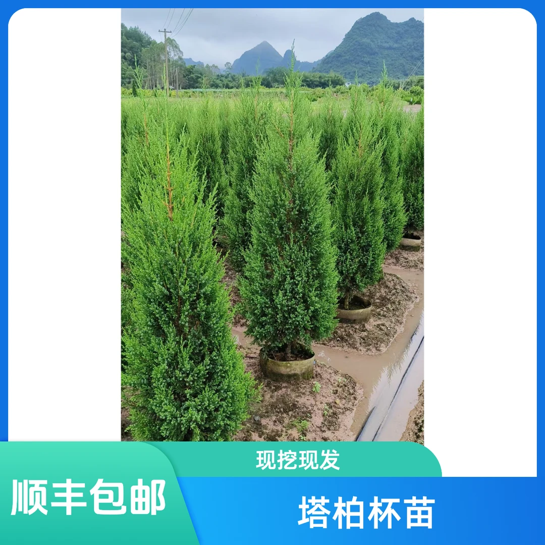 塔柏树杯苗侩柏蜀桧绿化公墓绿化苗墓地绿化苗
