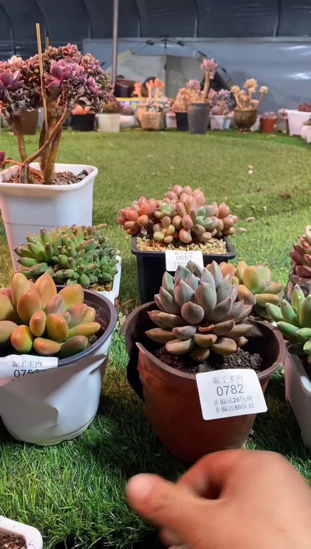 【闪购商品】象牙石化0782aaaa