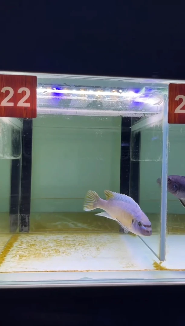 海水鱼三湖慈鲷野生