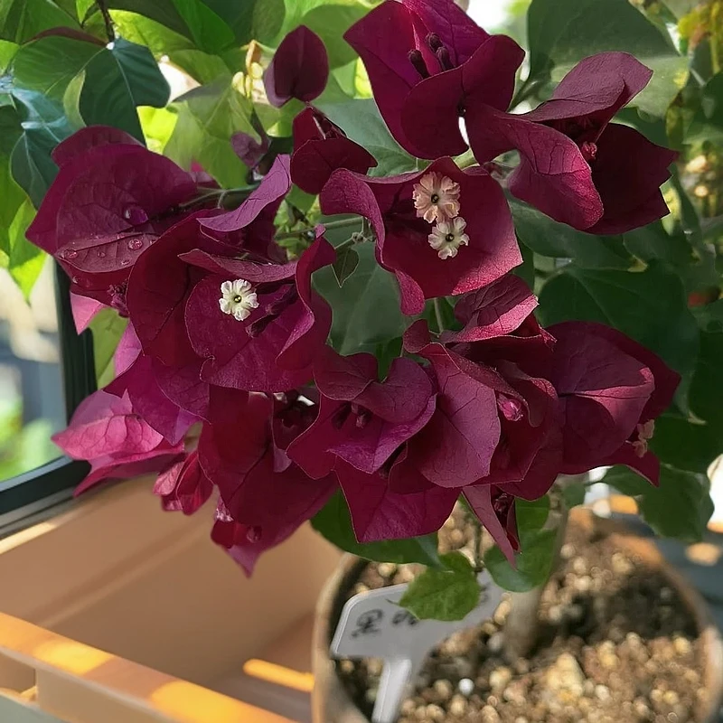 17【黑美人带花】三角梅四季开花阳台庭院爬藤盆景盆栽基地