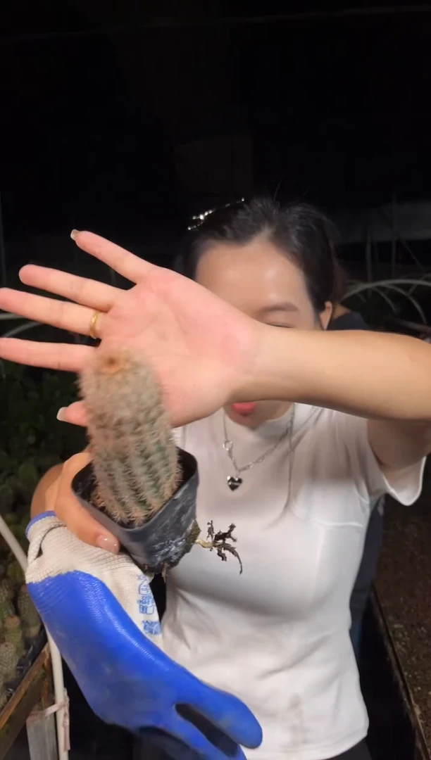 折墨虾大紫花   5