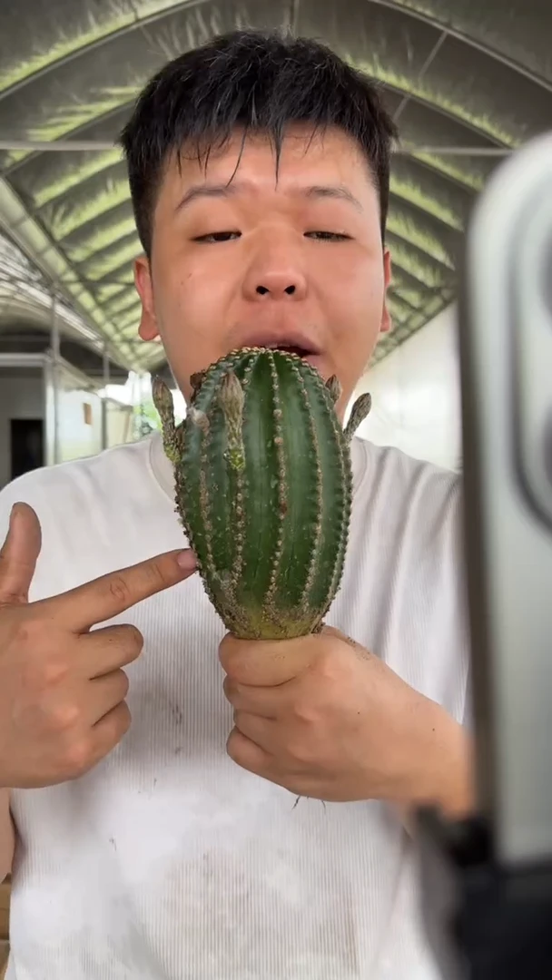 大号 实生根 黑金刚 不指定带崽