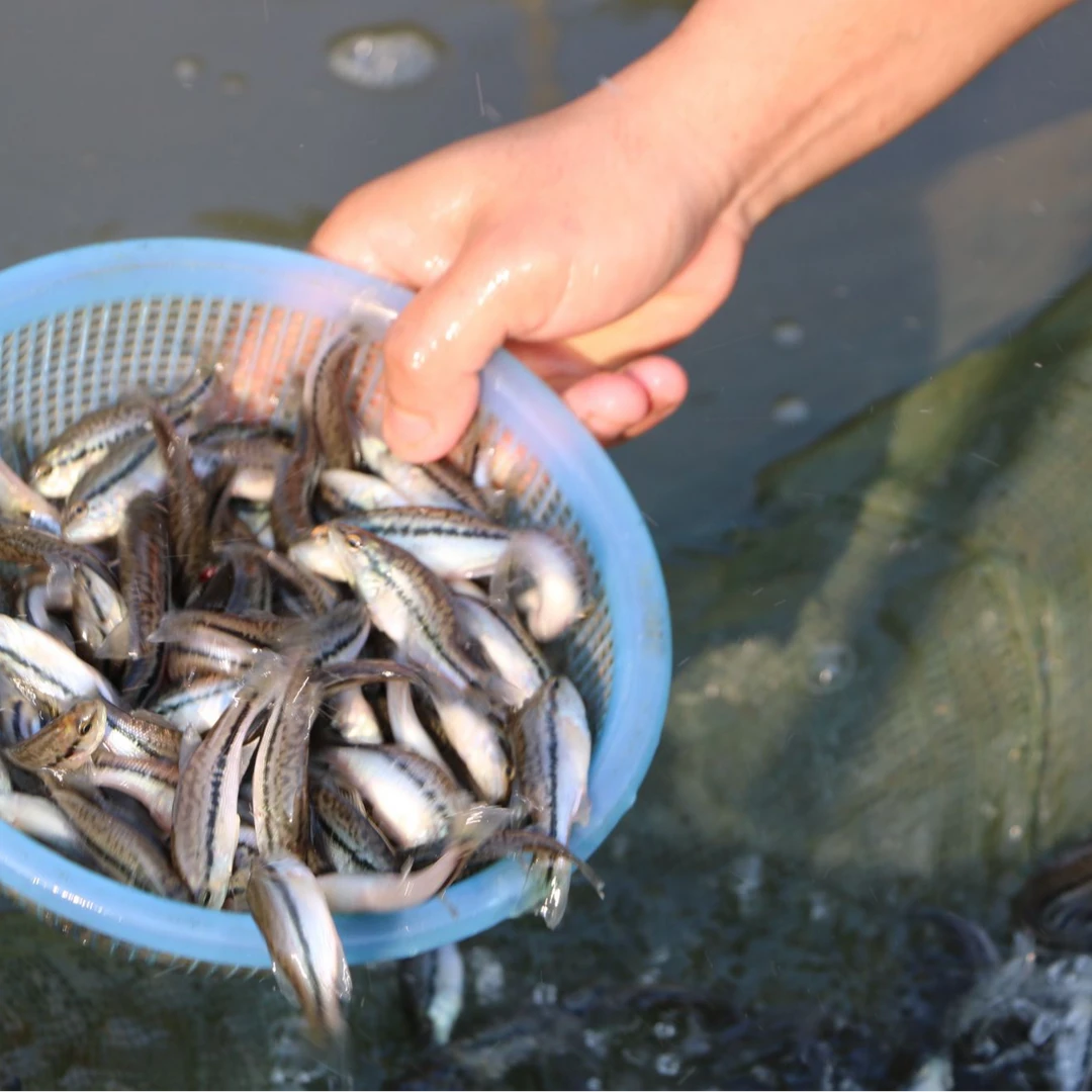 精品鲈鱼 宠物鱼 观赏鱼吃肉鱼 中通发货