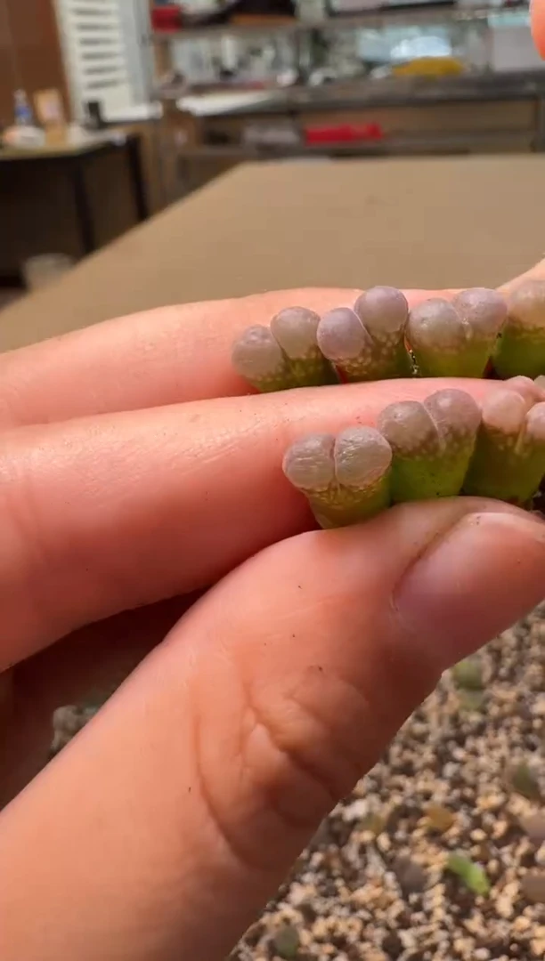 8-165多肉植物肉锥