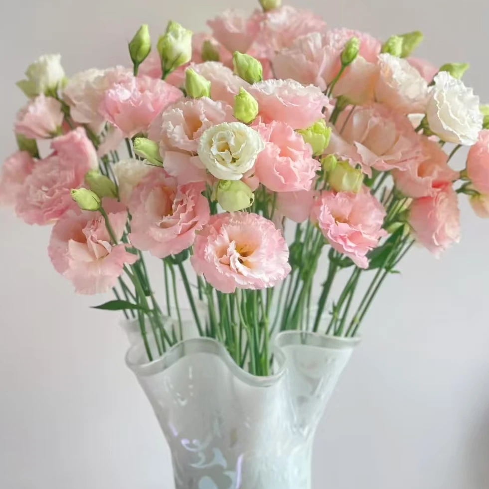 【一品花集】【粉蝶洋桔梗】600克