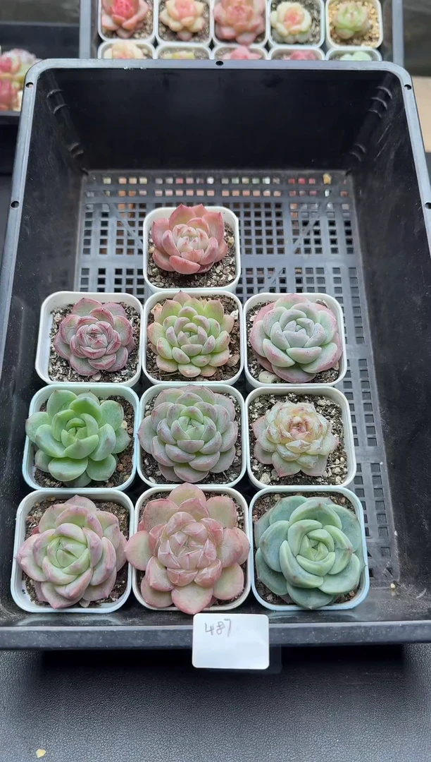 珍妮杂交多肉A487