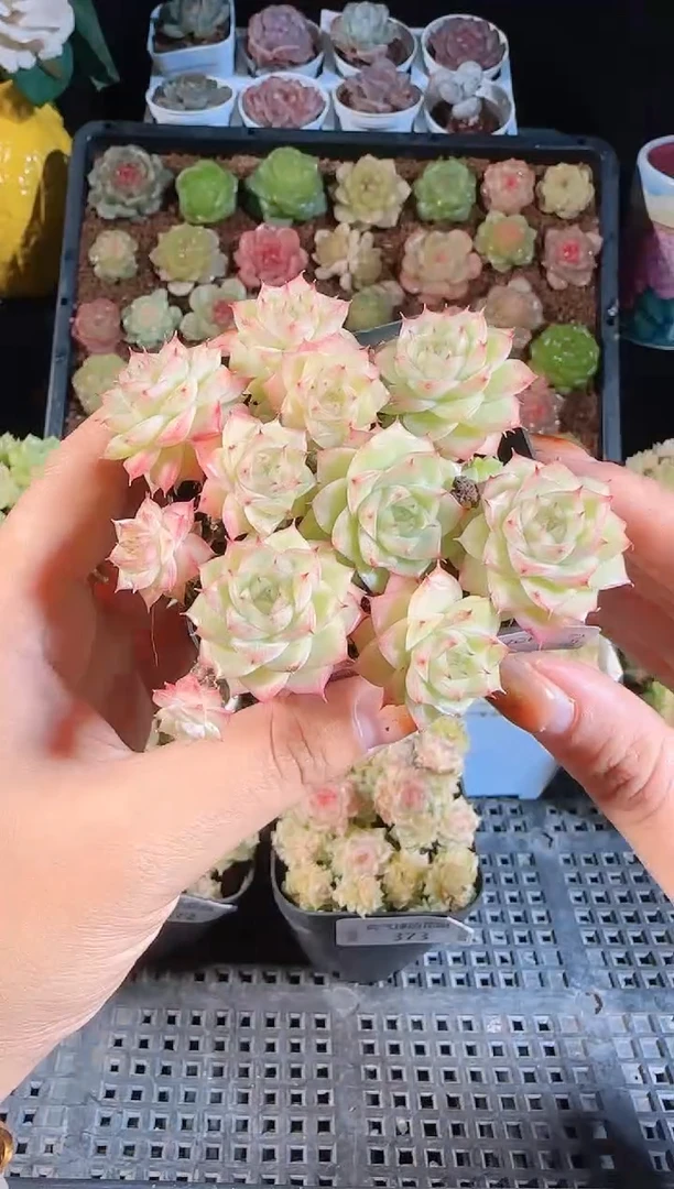 1109-374麦秆群不包整