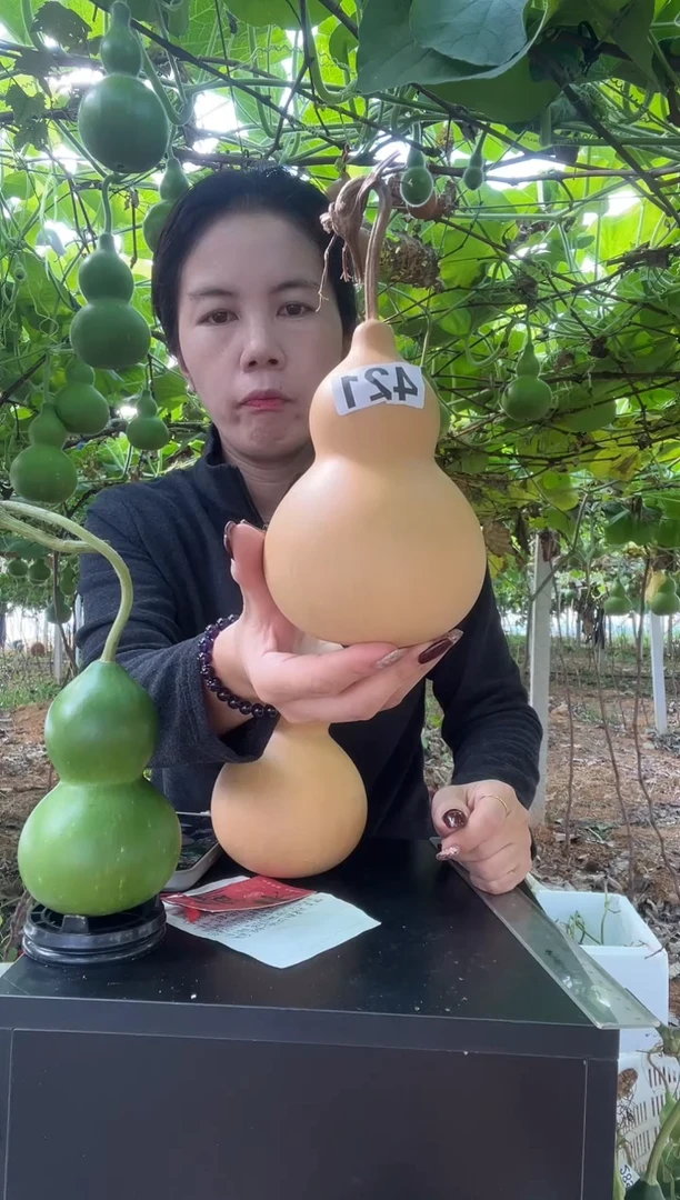 平*421天然葫芦摆件 一物一拍龙头不保售后