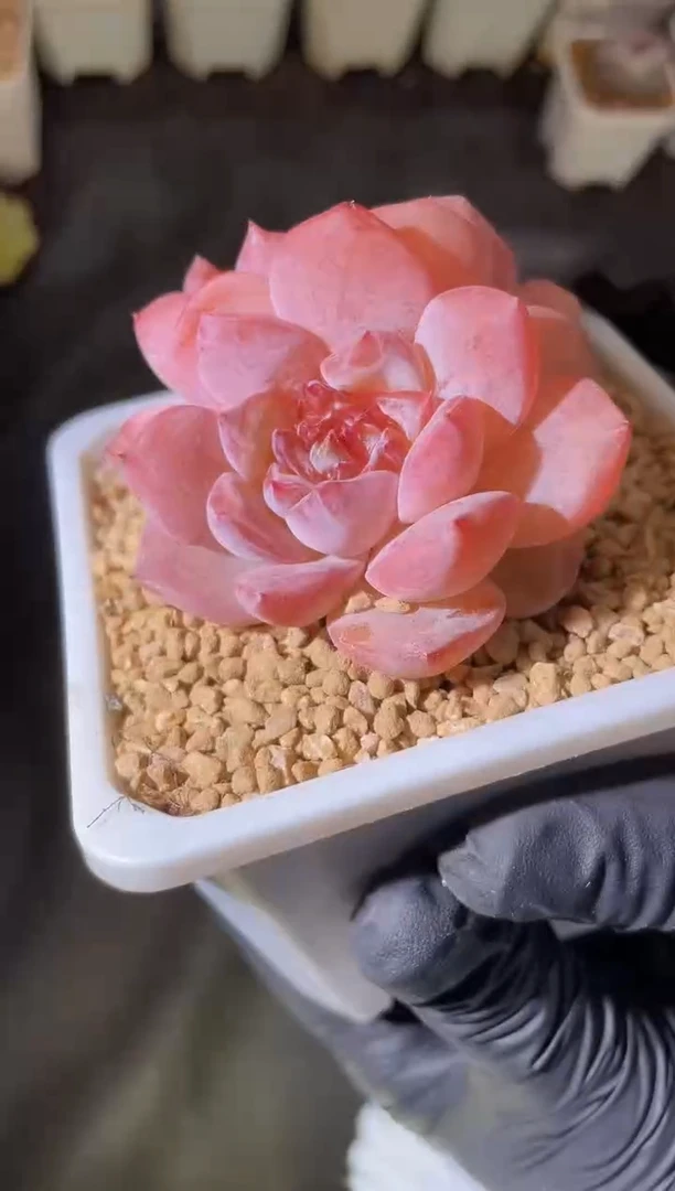 2651 人鱼姬5-6厘米 量拍发一颗