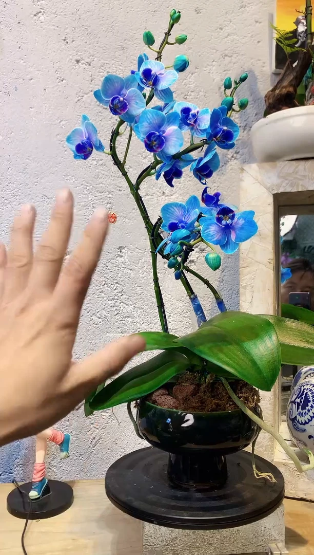 大部分花苞少量开放41植物杂货店，来淘宝吧