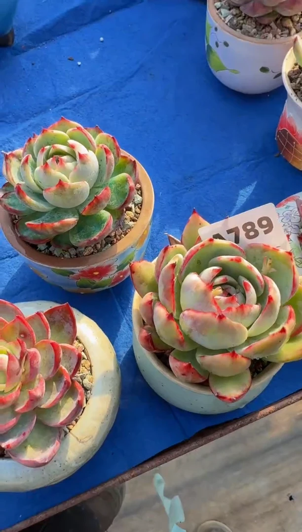 【闪购商品】A789惊鸿仙子（裸根发货）