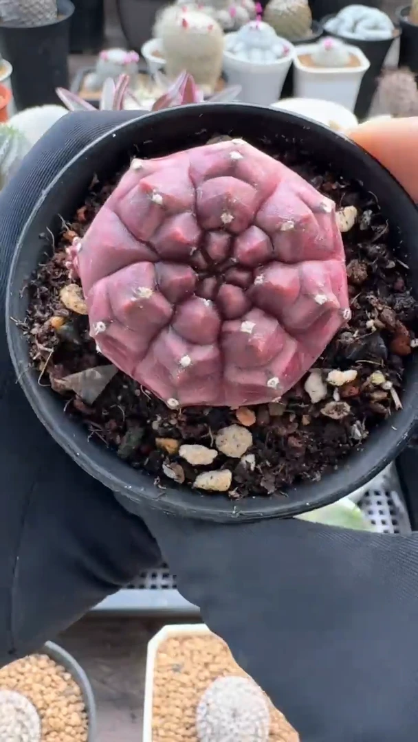 【闪购商品】太阳专拍梦想（带盆）