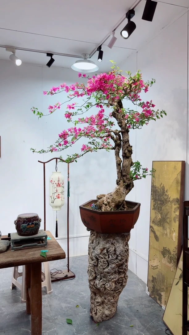 无花朵会****?小叶紫三角梅三角梅三角梅