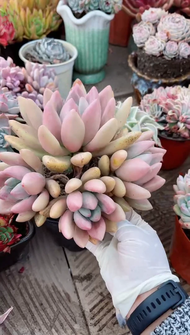 【闪购商品】09334