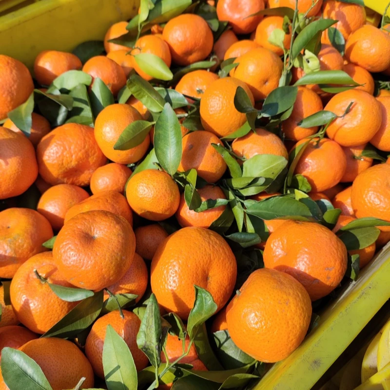 【散装】[N]好吃的砂糖橘 份/净重5斤 仅限太原晋中吕梁忻州可拍