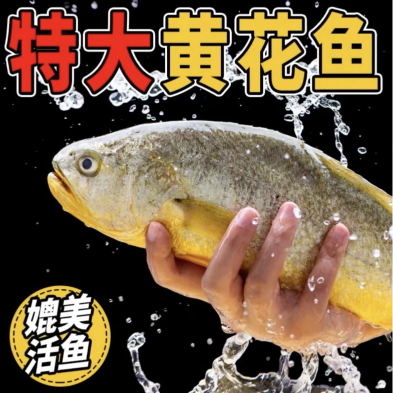 【粉丝福利】特大号1.5-1.3斤海捕半野生黄花鱼顺丰冷链独立包装