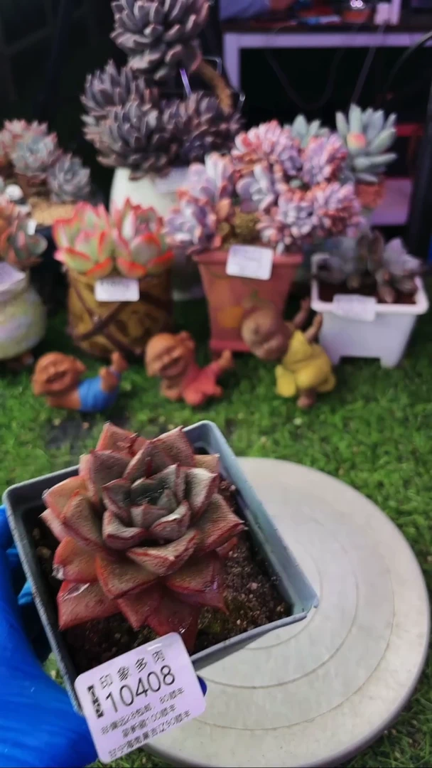 昆明印象多肉10408