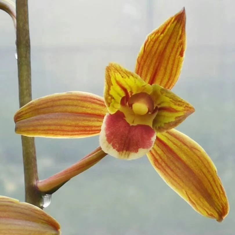 墨兰HDGZ兰花邱邱唐