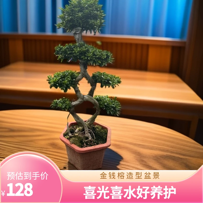 小叶金钱榕树一路发造型盆景喜光喜水