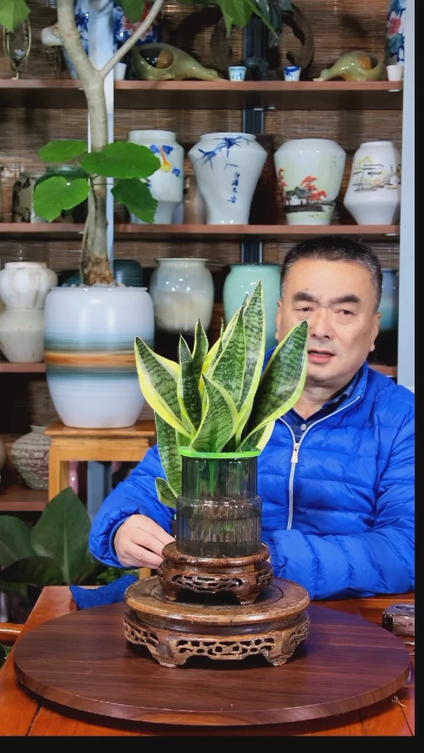 无花朵特*困水之韵水培虎皮兰