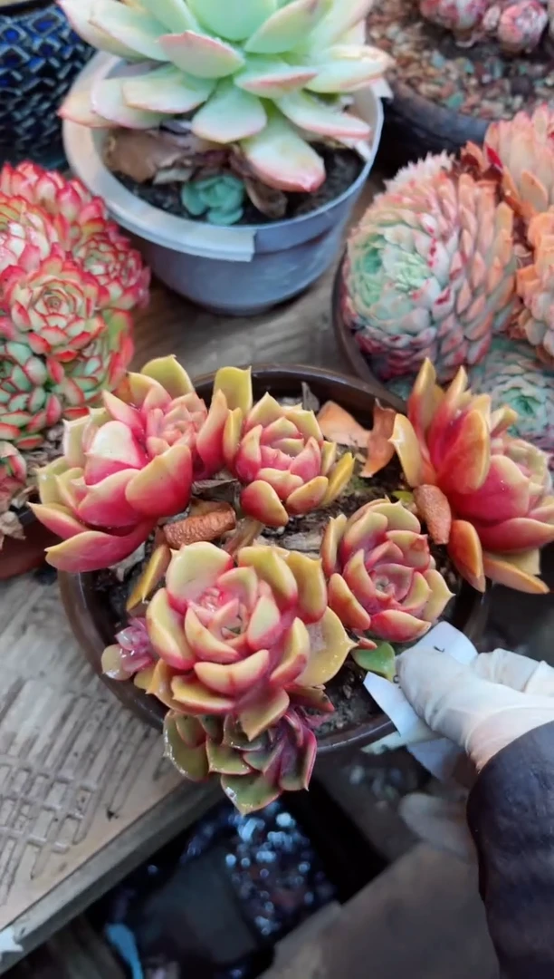 【闪购商品】10045