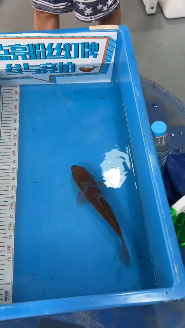 锦鲤老*皮15号锦鲤鱼 闪购 落叶