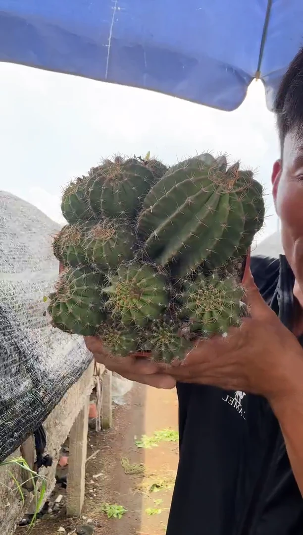 大大大花彩草============